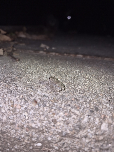 California Tree Frog
