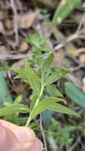 Platysace lanceolata, photograph 4