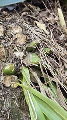 Liparis reflexa, photograph (c) Petra Holland, some rights reserved (CC BY)