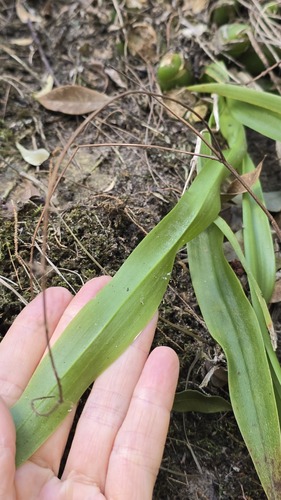 Liparis reflexa, photograph 2