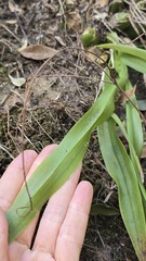 Liparis reflexa, photograph (c) Petra Holland, some rights reserved (CC BY)