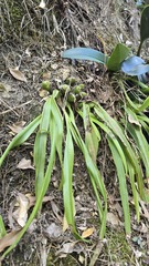 Liparis reflexa