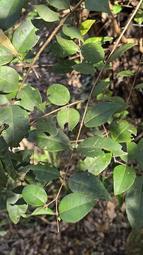 Backhousia myrtifolia, photograph 3