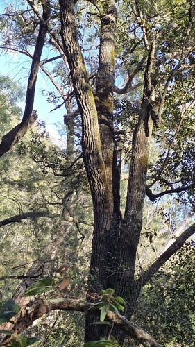 Backhousia myrtifolia, photograph 2