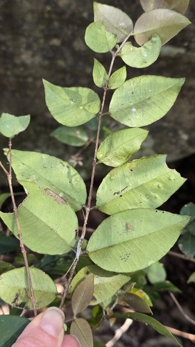 Backhousia myrtifolia
