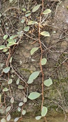 (c) Petra Holland, some rights reserved (CC BY) Pyrrosia rupestris, photograph (c) Petra Holland, some rights reserved (CC BY)