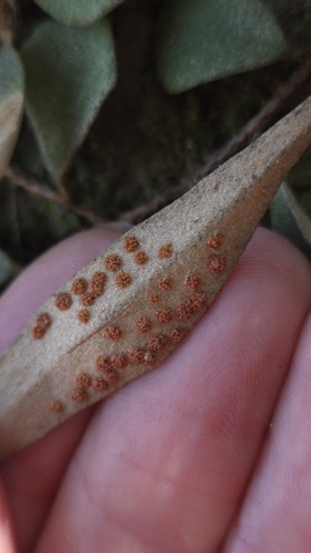 Pyrrosia rupestris, photograph 2