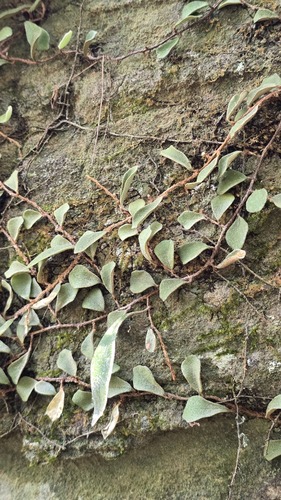 Pyrrosia rupestris, photograph 4