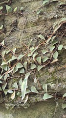(c) Petra Holland, some rights reserved (CC BY) Pyrrosia rupestris, photograph (c) Petra Holland, some rights reserved (CC BY)