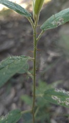 Solanum stelligerum