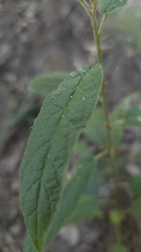 Solanum stelligerum, photograph 2