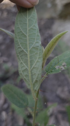 Solanum stelligerum, photograph 3