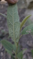(c) Petra Holland, some rights reserved (CC BY) Solanum stelligerum, photograph (c) Petra Holland, some rights reserved (CC BY)
