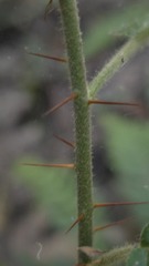 (c) Petra Holland, some rights reserved (CC BY) Solanum stelligerum, photograph (c) Petra Holland, some rights reserved (CC BY)