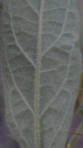 Solanum stelligerum, photograph 5