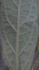 (c) Petra Holland, some rights reserved (CC BY) Solanum stelligerum, photograph (c) Petra Holland, some rights reserved (CC BY)