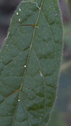 Solanum stelligerum, photograph 6