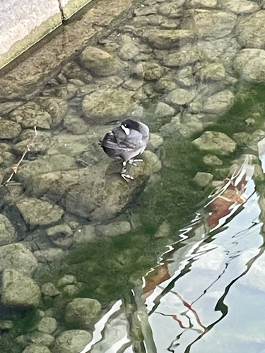 Eurasian Coot