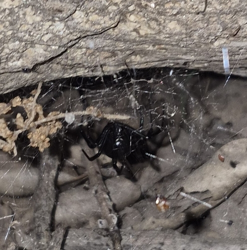 Western Black Widow