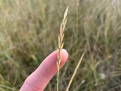 Elymus smithii, photograph (c) Dustin Snider, some rights reserved (CC BY)