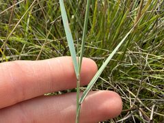 Elymus smithii, photograph (c) Dustin Snider, some rights reserved (CC BY)