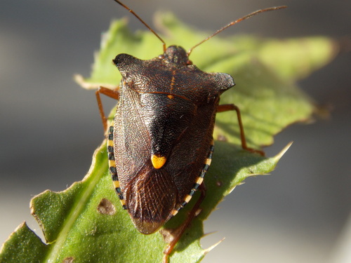 Forest Bug