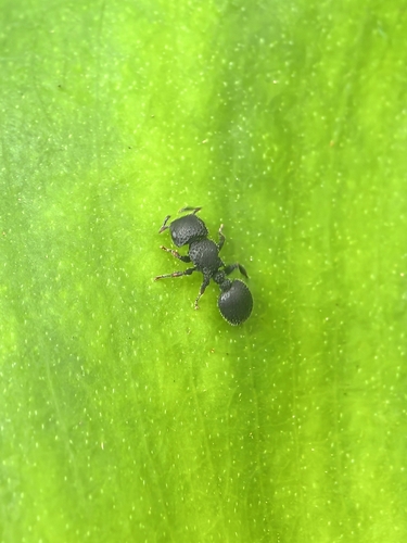 Cataulacus granulatus