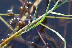 Pseudagrion coeleste