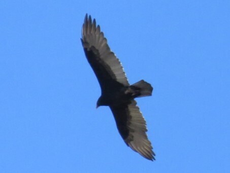 Turkey Vulture