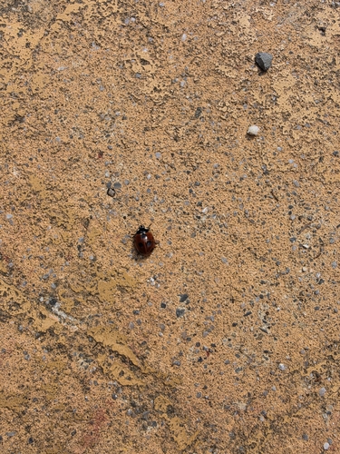 Seven-spotted Lady Beetle