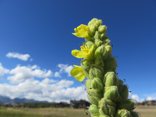 great mullein