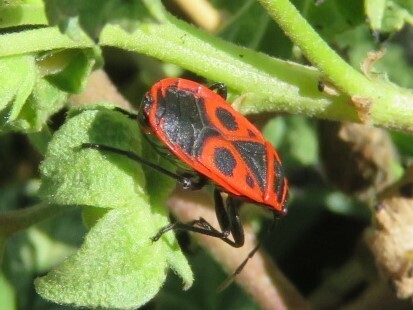 European Firebug