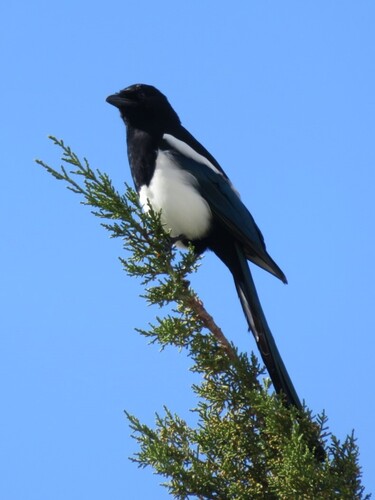 Black-billed Magpie