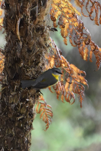 Eastern Yellow Robin