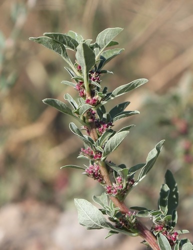 Amaranthus blitoides, photograph 1
