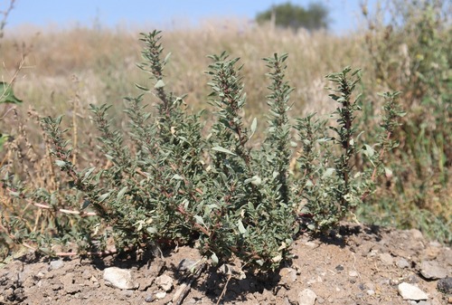 Amaranthus blitoides
