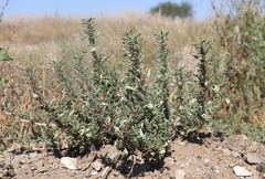 Amaranthus blitoides
