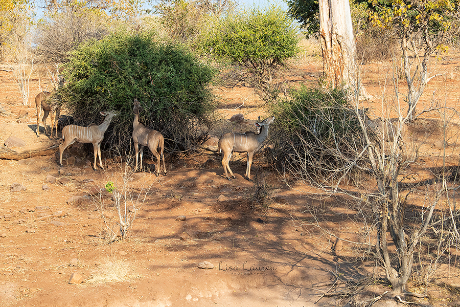 Tragelaphus strepsiceros strepsiceros, Kasane, Botswana, by lisacd
