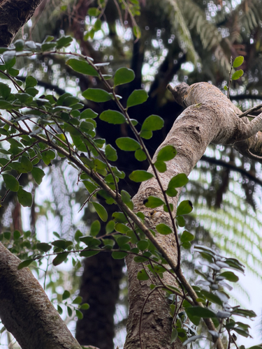 Azara microphylla, photograph 1