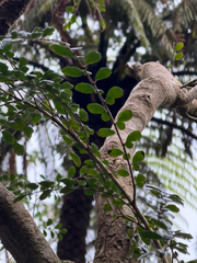 Azara microphylla