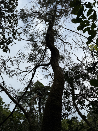 Azara microphylla, photograph 3