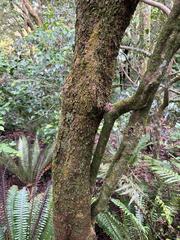 Azara microphylla, photograph (c) Christopher Hynes, some rights reserved (CC BY)