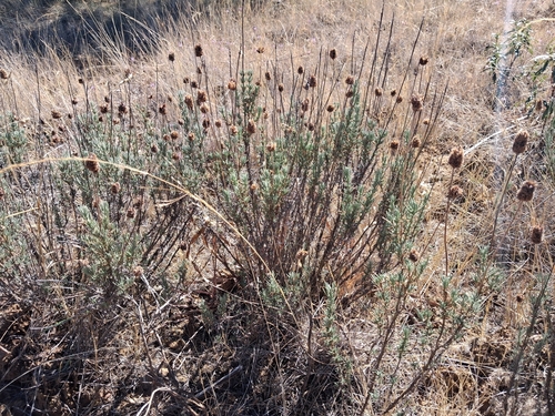 spanish lavender