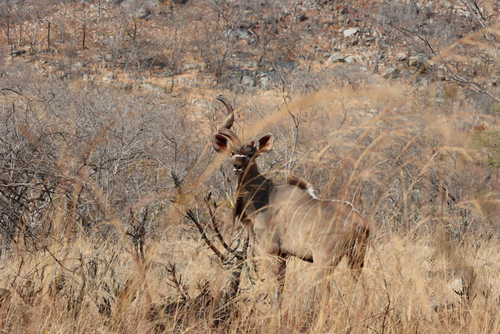 Southern Greater Kudu