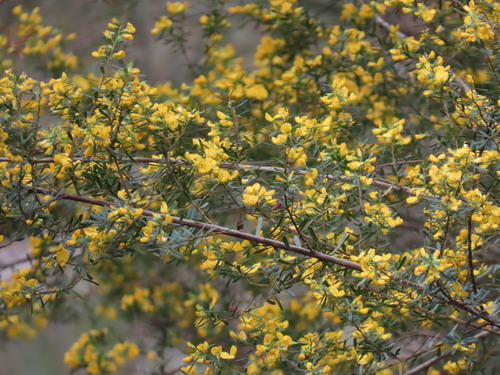 Pultenaea flexilis, photograph 2