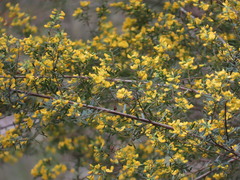Pultenaea flexilis, photograph (c) ian_mcallan, some rights reserved (CC BY)