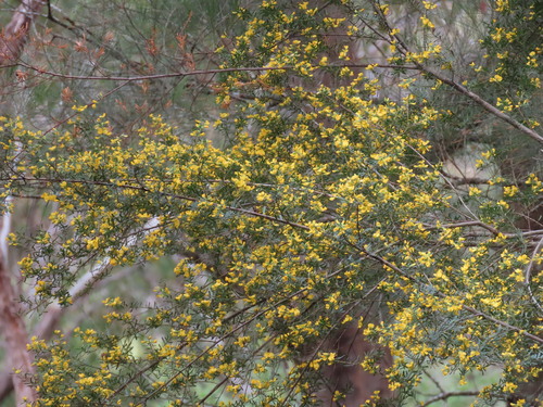 Pultenaea flexilis, photograph 3