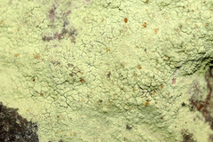 Protoparmeliopsis pinguis