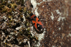 Horvathiolus superbus