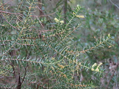 Acacia oxycedrus